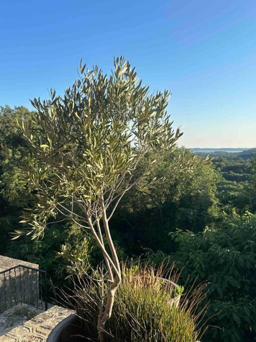 Sous Le « Figuier » Villa Cornillon-Confoux Exterior photo